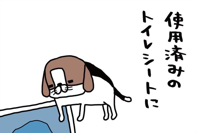 おもちゃで遊んだり、ほとんどしない愛犬。なのに、なぜトイレシートに反応?!【パンダと犬 ＃３】
