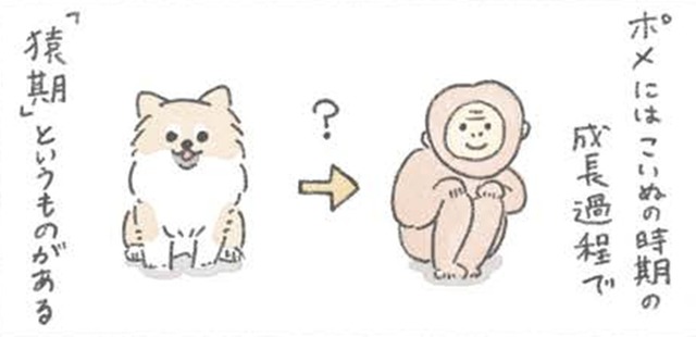 ポメラニアンは成長中の換毛期に「サル」のようになる…?! でもかわいさは今も昔も変わらない【うちのむっくはいつも楽しそう #８ 】