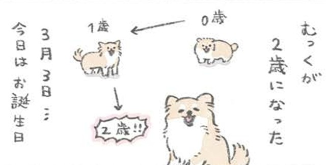 愛犬むっくの誕生日…楽しいことがいっぱいあるらしいと理解した様子だが？【うちのむっくはいつも楽しそう #10 】
