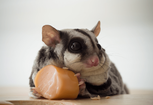 隅で好物を食べるモモンガ　飼い主が後ろから近づいた結果…「人間みたい」「どこに行った」