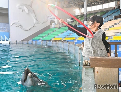 Play with Dolphin