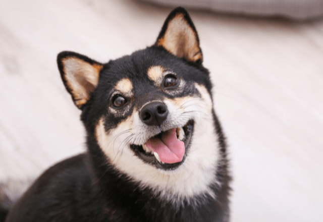 イタズラを□ろうとする飼い主　次の瞬間…→柴犬のポーズに「完全に現行犯」「怒る気失せた」