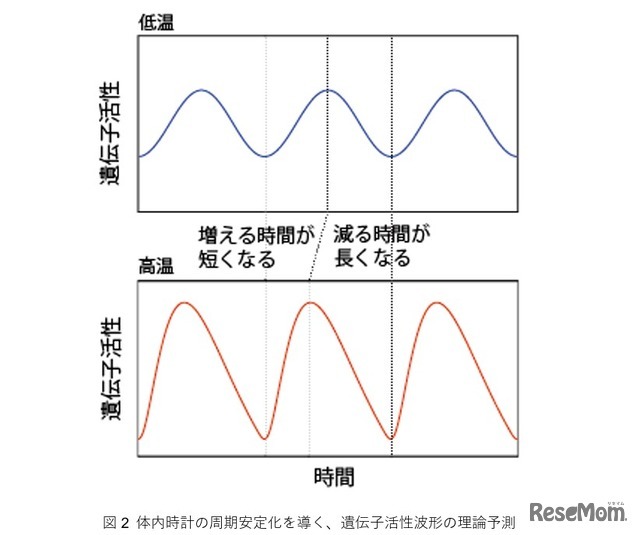 体内時計の周期安定化を導く、遺伝子活性波形の理論予測