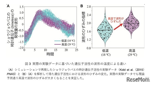 実際の実験データに基づいた遺伝子活性の波形の温度による違い