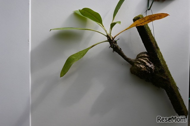 アリ植物の一種・ミルメコディア　ツベロサ