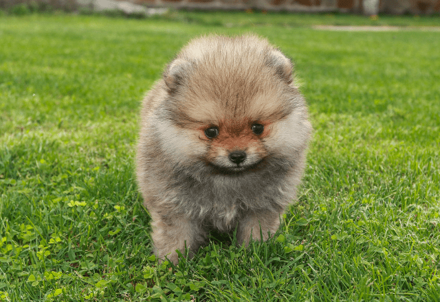 生後6ヶ月のポメラニアン…飼い主がいたずらを□ると⇒愛犬の”拗ねたときの行動”に「かわいい」