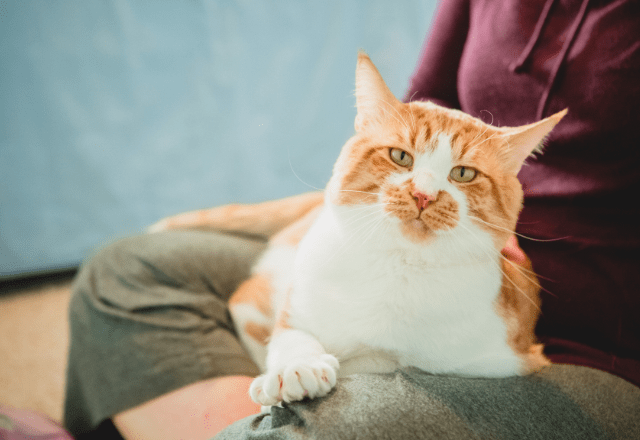 80代の祖父が大好きな4歳の孫　祖父の膝で眠る猫を見ると⇒孫の“まねっこ行動”に「ほっこり」