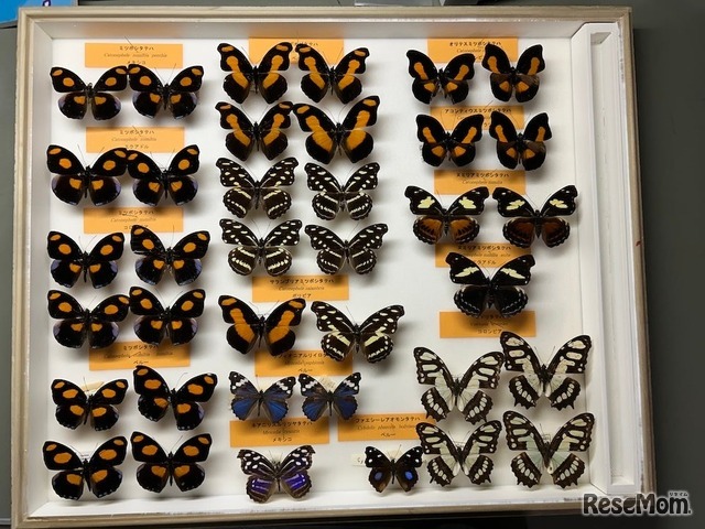 チョウの仲間の乾燥標本