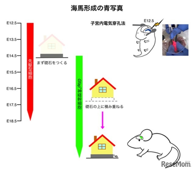 海馬形成の青写真