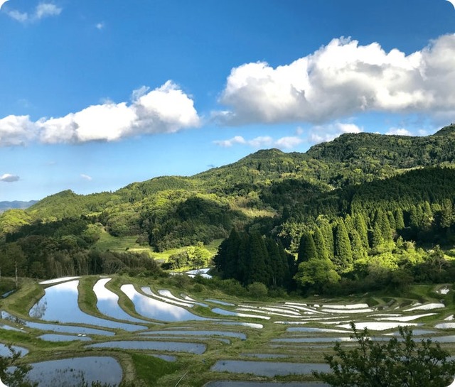 鴨川の大山千枚田（提供写真）