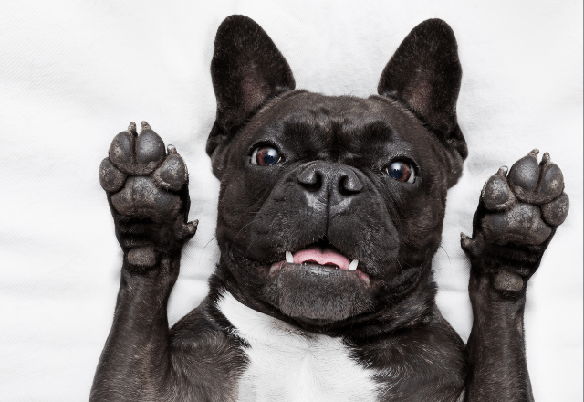 帰宅しても”お迎えしない愛犬”に違和感…心配で寝室を覗くと⇒愛犬「しまった！」まさかの行動に爆笑！？