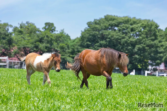 ミニチュアホース（イメージ）