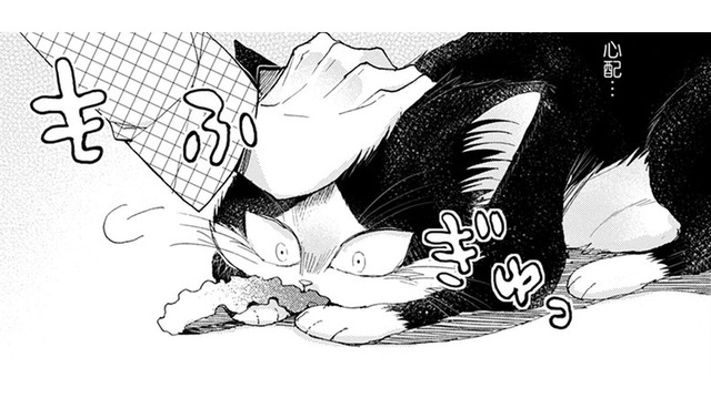 【猫視点】人間がいきなり頭をさわってきた！ みんなこうするのが好きね～【同居人はひざ、時々、頭のうえ。 #32】