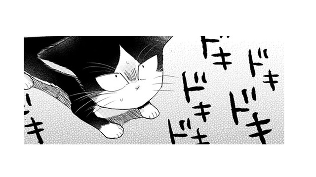 【猫視点】この家は全部私の場所なんだから！ 戦ってると、人間が泣いてる？怖かったのね…【同居人はひざ、時々、頭のうえ。 #41】