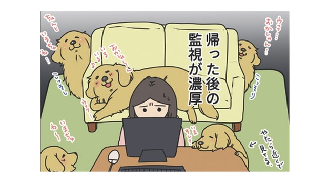 家に戻ると視線が集中、愛犬からの‟監視”包囲網。少し留守番させただけなのに…【おさんぽですし！　おしゃべり犬とイライラ猫の日記 #８】