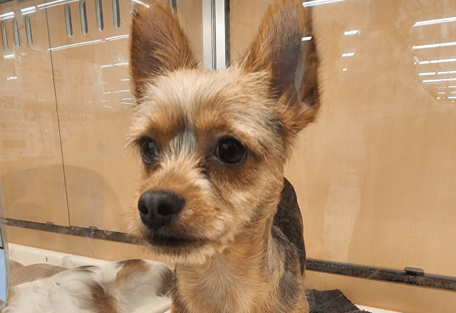 「おじさんみたい」8ヶ月売れ残りの犬　我が家に迎え入れると…⇒見違えるほど健康的な姿に「可愛くなった」