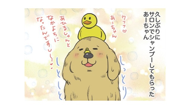 サロンでシャンプーしてもらった愛犬。もふもふに隠れて…せっかくのチョーカーはどこ？【おさんぽですし！　おしゃべり犬とイライラ猫の日記 #13】