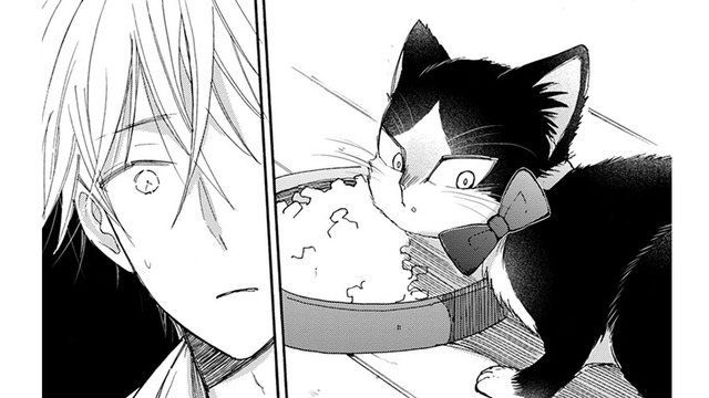 首輪をつけようとすると、かわす猫!! 最後の手段でにエサを食べている途中につけてみると…【同居人はひざ、時々、頭のうえ。 #60】