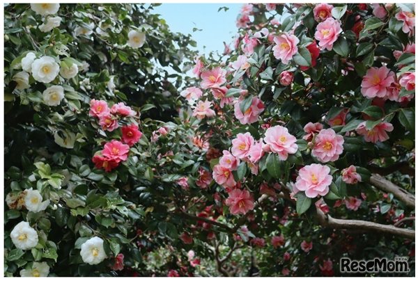 つばき・さざんか園（2025年撮影）