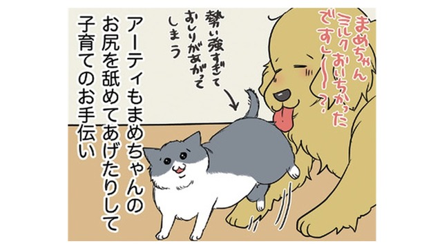わが家に加わった生後10日くらいの仔猫は女の子。愛犬もせっせと子育てのお手伝い【おさんぽですし！　おしゃべり犬とイライラ猫の日記 #19】