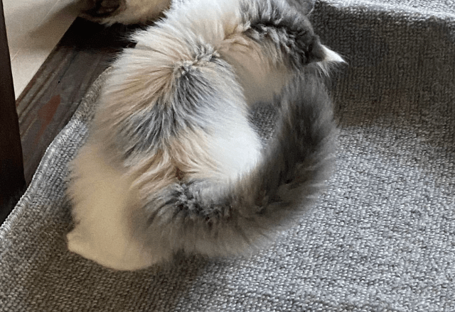 家の中が冷えていた日　寝室の床に違和感…⇒愛猫の行動に「賢い」「思わず笑った」