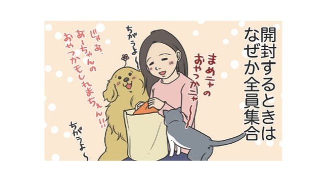 なぜだろう？ネットで購入した服が届くと全員集合。猫は値札タグで暴れ、愛犬は…【おさんぽですし！　おしゃべり犬とイライラ猫の日記 #30】