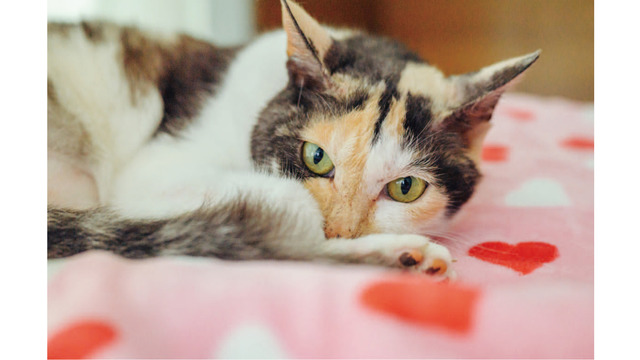 いつもありがとう！ やすらぎ治療室の看板猫・ミケちゃんの「ひまわりスマイル」に今日も癒される【ミケちゃんとやすらぎさん #２】