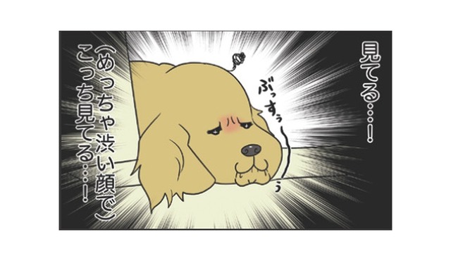ひいきはダメよ！愛犬が寝てる間に愛猫と戯れていると感じる、ぶちゃ渋い視線…【おさんぽですし！　おしゃべり犬とイライラ猫の日記 #31】
