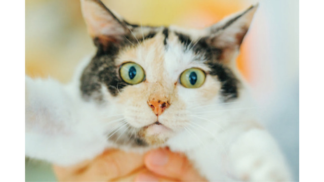 未確認飛行物体発見！ 真剣におもちゃのトンボで遊ぶ看板猫・ミケちゃんに注目【ミケちゃんとやすらぎさん #４】