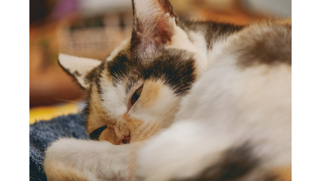 世界は優しさで溢れている！ 外猫だったミケちゃんを治療室内に迎え入れるまで【続 ミケちゃんとやすらぎさん #３】