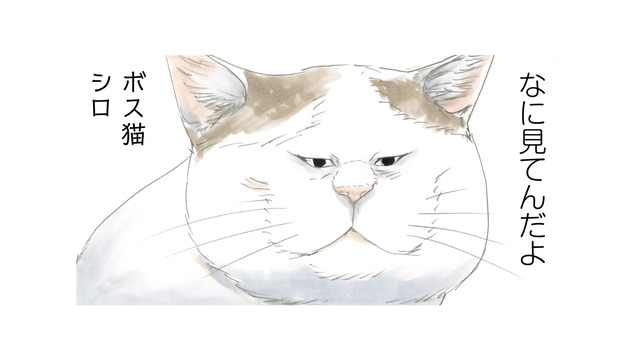 この町を守るのがおれの使命！ 強くなければ生きていけない…ボス猫・シロの生き様とは？【続 ミケちゃんとやすらぎさん #４】