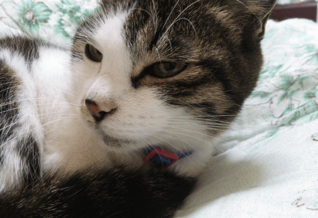 ベランダで…愛猫が網戸に猛ダッシュ　スイスイ登る姿に「忍者！？」しかし次の瞬間⇒まさかの弱点に「あまりに面白い」