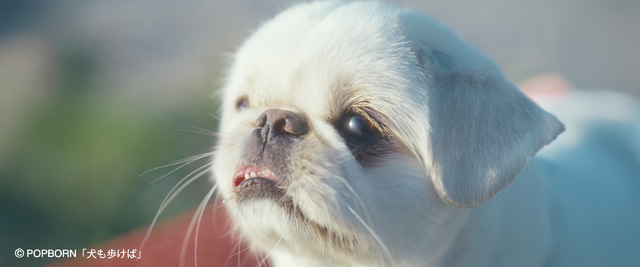 『犬も歩けば』