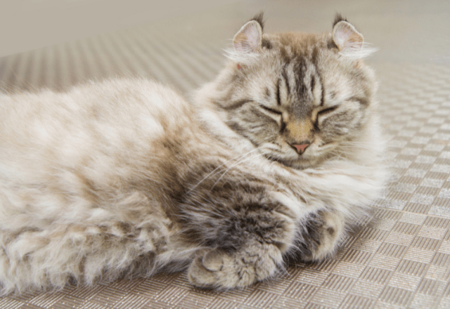 7キロの愛猫を連れて行くと…おばあさんの“可愛すぎる勘違い”に⇒「大笑い」「一緒に頑張ろうね」