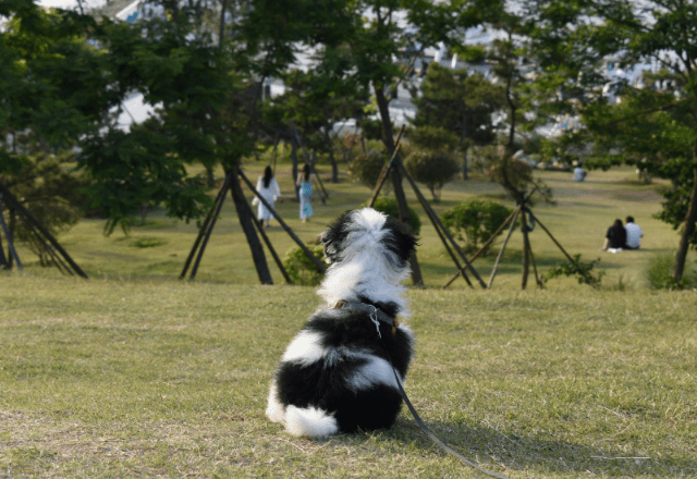 ボロボロで震えていた子犬を保護⇒1年後、わが家に帰宅した瞬間…“見違える姿”に「本当に幸せそう」