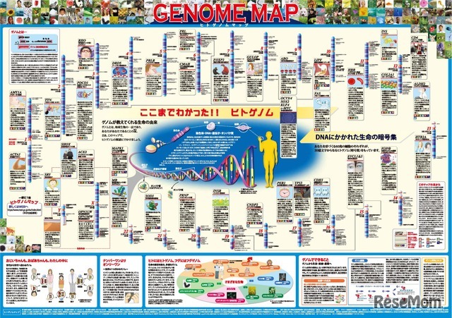 「一家に1枚　ヒトゲノムマップ」