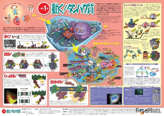 「一家に1枚　動く！タンパク質」