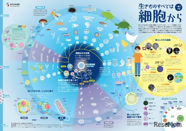 「一家に1枚　生きものすべては細胞から」