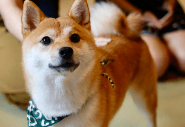 帰宅すると…リビングに散乱したクッション⇒柴犬の必死な行動に「バレバレだよ」