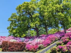 【画像ギャラリー】穀雨のころのヒルトップと「まさかの食材」