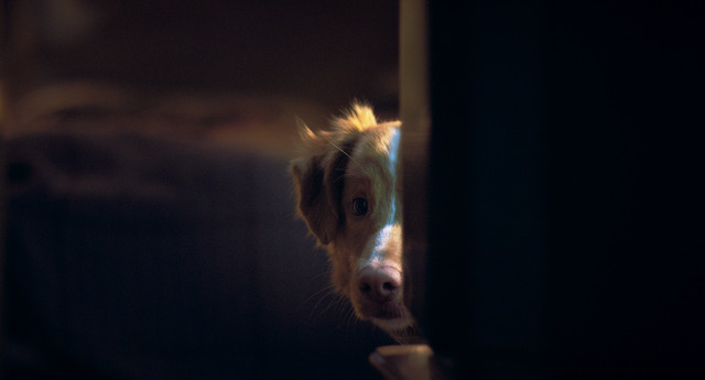 『GOOD BOY／グッド・ボーイ』© 2025 Whats Wrong With Your Dog, LLC. All Rights Reserved.