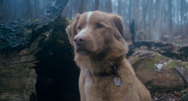 『GOOD BOY／グッド・ボーイ』© 2025 Whats Wrong With Your Dog, LLC. All Rights Reserved.