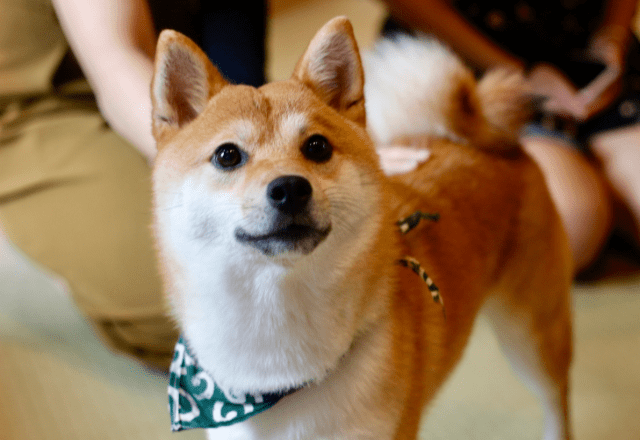 帰宅した飼い主「嫌な予感がする…」現行犯の柴犬が浮かべた“まさかの表情”に爆笑