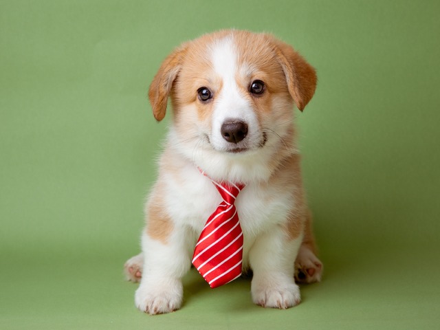 嫌いな上司の前では「子犬になる」のが正解⁉ 総資産「数百億円」を築いた実業家が実践した「苦手な人との関わり方」