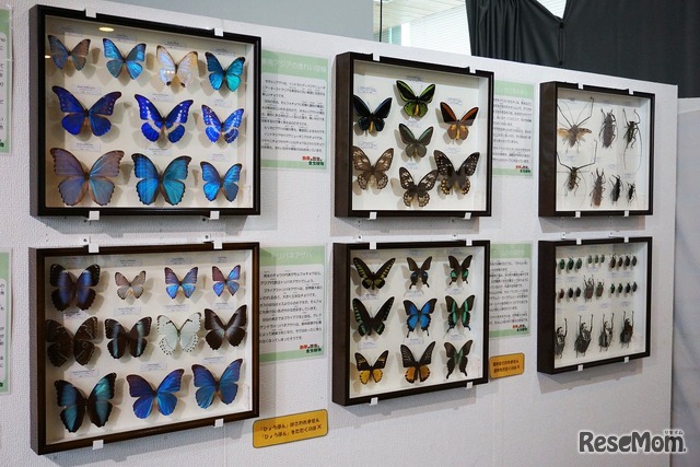 標本展示コーナー