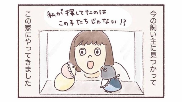 同じ誕生日、同じケースにいた2羽のインコ。偶然の出会いから始まるインコとの暮らし【うちのインコたちは今日もおしゃべり #１】
