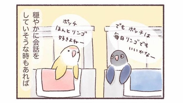 隣同士のケージで暮らす2羽のインコ。一体どんな会話をしているの？【うちのインコたちは今日もおしゃべり #２】
