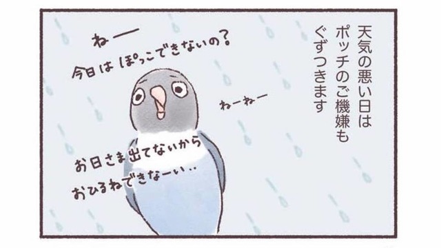 天気の悪い日はインコもご機嫌ななめ…。いつもと違う姿とは？【うちのインコたちは今日もおしゃべり #３】
