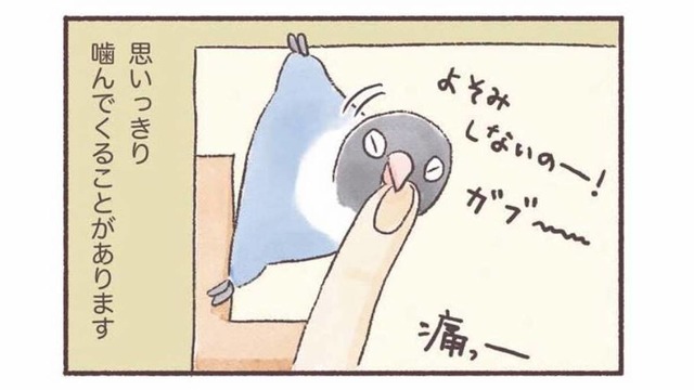 インコもやきもちをやく!? 大好きな飼い主に見せる”嫉妬サイン”【うちのインコたちは今日もおしゃべり #４】