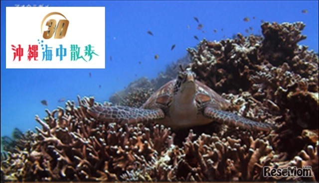 3D 沖縄海中散歩